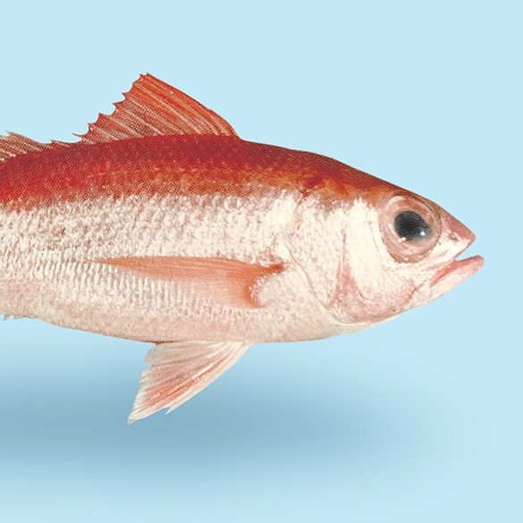 Ruby Snapper
