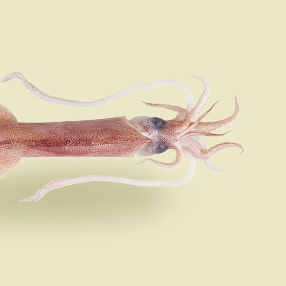 Squid
